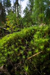 Beautiful forest moss