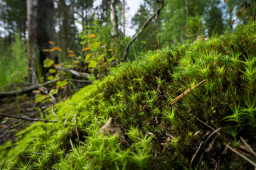 Fototapeta premium Beautiful forest moss