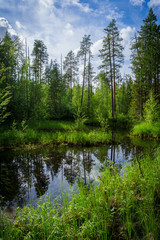 Fototapeta na wymiar Beautiful river in the wild forest