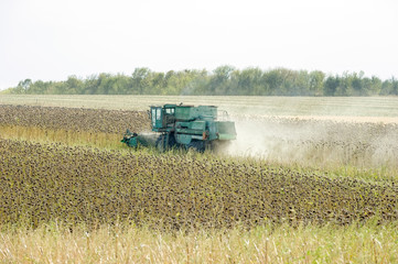 Big green harvester in the field mowing ripe, dry sunflower. Autumn harvest. The work of...