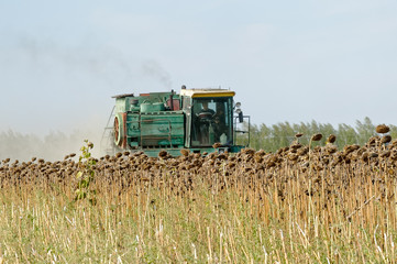 Big green harvester in the field mowing ripe, dry sunflower. Autumn harvest. The work of agricultural machinery.