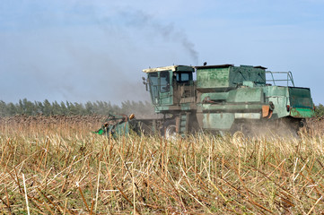Obraz premium Big green harvester in the field mowing ripe, dry sunflower. Autumn harvest. The work of agricultural machinery.