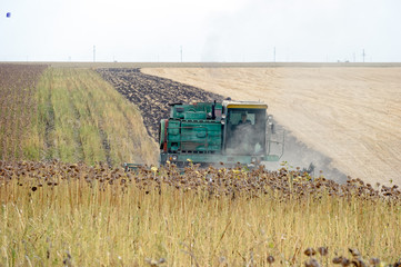 Fototapeta premium Big green harvester in the field mowing ripe, dry sunflower. Autumn harvest. The work of agricultural machinery.