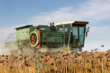 Big green harvester in the field mowing ripe, dry sunflower. Autumn harvest. The work of...