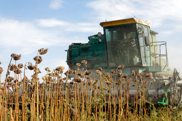 Big green harvester in the field mowing ripe, dry sunflower. Autumn harvest. The work of agricultural machinery.