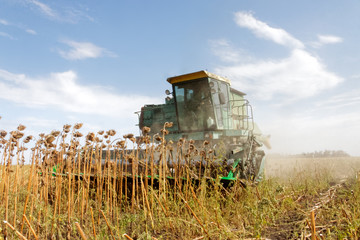 Big green harvester in the field mowing ripe, dry sunflower. Autumn harvest. The work of...