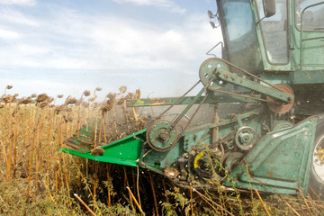 Big green harvester in the field mowing ripe, dry sunflower. Autumn harvest. The work of agricultural machinery.