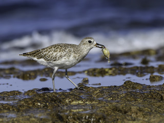 Grey Plover Caught a Fish