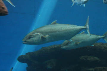 Obraz premium tuna fish swims underwater in ocean tunny stock, photo, photograph, picture, image