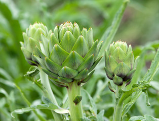 Artichoke