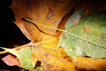 Herbstliche Blätter des Spitzahorns