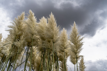 Obraz premium fluffy reeds with stormy dark clouds