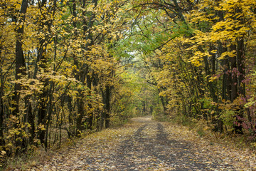 Autumn forest road landscape