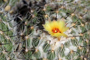 Beautiful Cactus in Bloom at Desert Botanical Garden Phoenix, AZ