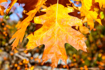 Close up View of Fall Colorful Leaves