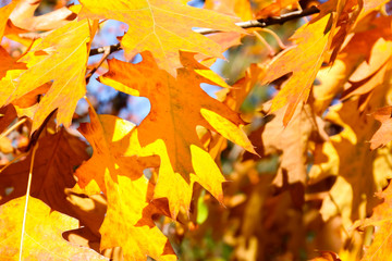 Close up View of Fall Colorful Leaves