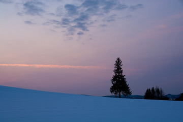 冬の夕暮れの空とマツの木