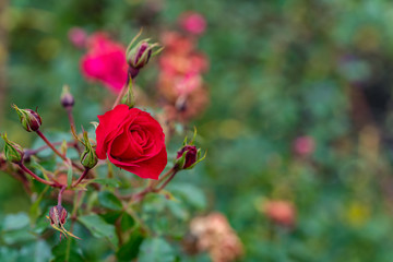 Red rose with some buds in the garden