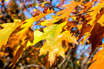 Close up View of Fall Colorful Leaves