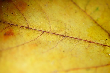 Oberseite eines gelben Ahornblatts