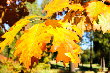 Close up View of Fall Colorful Leaves
