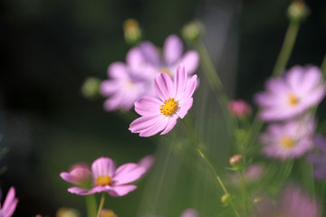 コスモス
