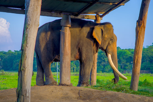 Chained elephant under a tructure at outdoors, in Chitwan National Park, Nepal, cruelty concept