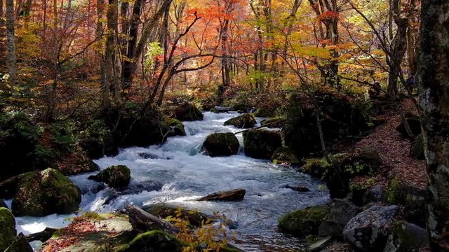 秋の奥入瀬渓流