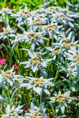 Edelweiss Alpine or Leontopodium ( lat. Leontopodium )