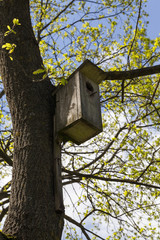 Birdhouse on the trunk