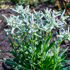 Edelweiss Alpine or Leontopodium ( lat. Leontopodium )