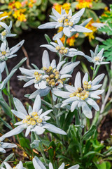 Edelweiss Alpine or Leontopodium ( lat. Leontopodium )