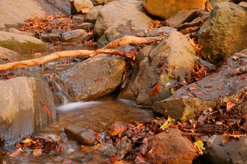 small stream autumn