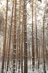 Fototapeta premium Winter forest