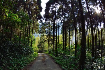 Tree in a forest, Forest in the Hsinchu,Taiwan