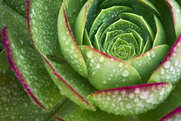 sacred geometry defines the spiral growing pattern of this plant