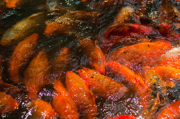 Obraz na płótnie Canvas Beautiful golden Koi fishes