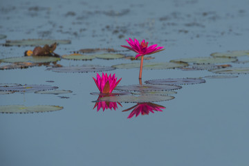 Pink lotus in the morning