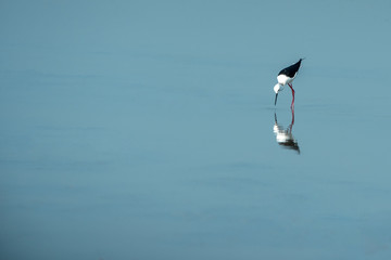 Black-winged Stilt,Beautiful bird