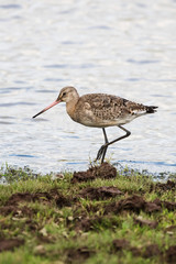 Bar-tailed Godwit, Limosa lapponica