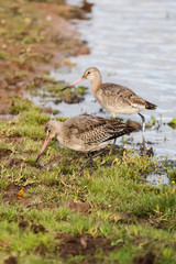 Bar-tailed Godwit, Limosa lapponica