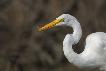 Garza 