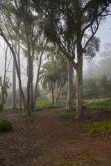 San Diego's famous Balboa park and its beautiful vegetation during the morning haze; the daily marine layer coming in from the Pacific Ocean settles over trees and grass