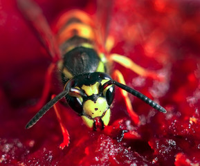 Wasp eat jam.
The wasp eating apple fruit jelly,red toned
