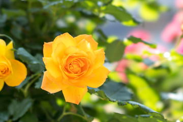 黄色い薔薇の花
