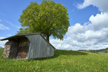fertile luscious farmland in Germany's Bavarian Alps ; a small wood shed and a stack of firewood in the middle of green pastures in the Bavarian countryside