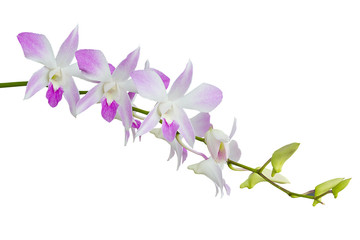 Fototapeta na wymiar Overview Set Of White And Pink Orchid Flowers Isolated On White Background