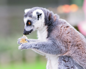 Portrait of lemur in a safari park eating and staring at an apple