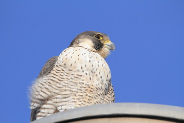 ハヤブサ　成鳥　青空バック　Peregrine falcon