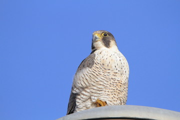 ハヤブサ　成鳥　青空バック　Peregrine falcon
